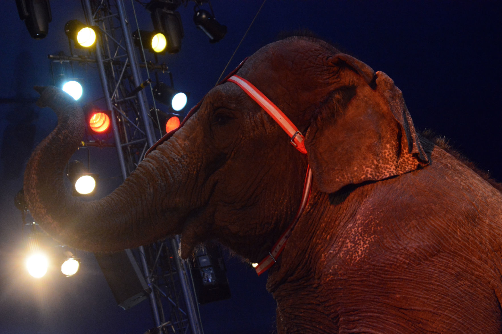 051918-bara-news-circus27
